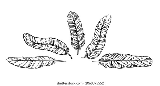 Feathers in boho vintage style. Set of tribal bird feathers isolated in white background. Hand drawn vector illustration