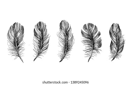 Feathers collection, hand drawn doodle sketch