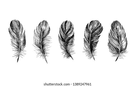 Feathers collection, hand drawn doodle sketch