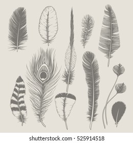 Feathers collection. Vintage design set. Hand-drawn illustration.