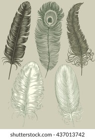 Feathers. Design set. Hand drawn engraving. Vector vintage illustration. Isolated on color background. 8 EPS