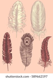 Feathers. Design set. Hand drawn engraving. Vector vintage illustration. Isolated on color background. 8 EPS