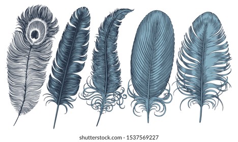 Feathers of different birds. Design set. Hand drawn engraving. Editable vector vintage illustration. Isolated on white background. 8 EPS 