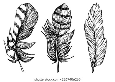 Feathers drawn in ink. Feather. Levitation. Ease. Sketch. Bird. Tattoo. A set of feathers for decoration.