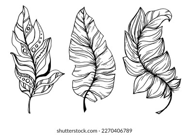 Feathers drawn in ink. Feather. Levitation. Ease. Sketch. Bird. Tattoo. A set of feathers for decoration,isolated, sketch style