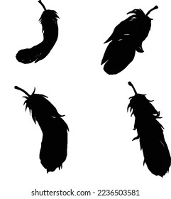 Feathers are epidermal growths that form a distinctive outer covering
