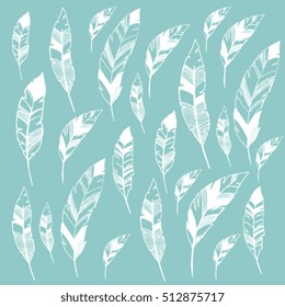 feathers  graphic drawing