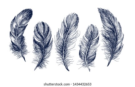 Feathers Hand drawn illustration. Doodle sketch.