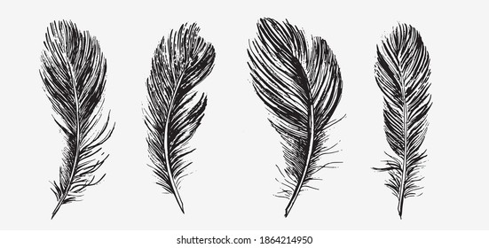 Feathers. Hand drawn sketch illustrations.