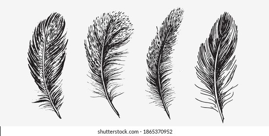 Feathers. Hand drawn sketch illustrations.