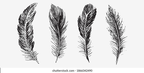 Feathers. Hand drawn sketch illustrations.