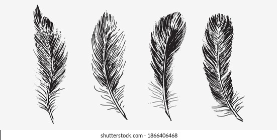 Las plumas. Ilustraciones de boceto dibujadas a mano.
