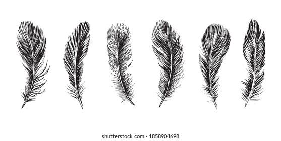 Feathers. Hand drawn sketch style.	