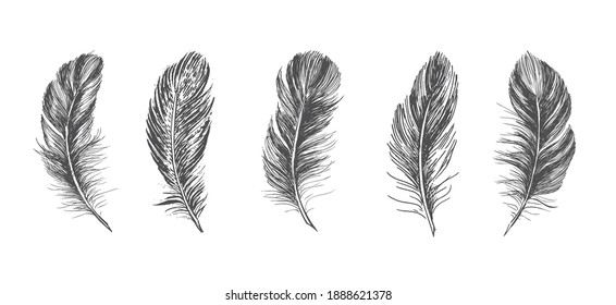 Feathers, Hand drawn style sketch illustrations.	