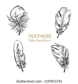 Feathers. Hand drawn  vector  set. 