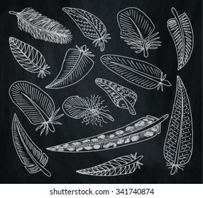feathers on chalkboard background