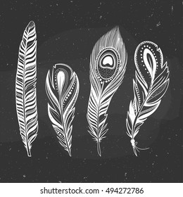 Feathers on a chalkboard, vector illustration with ornamental bird feathers.