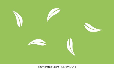 Feathers on a light green background