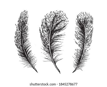 Feathers on white background. Hand drawn sketch style.	