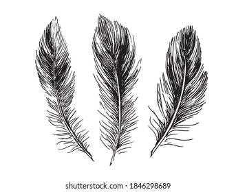 Feathers on white background. Hand drawn sketch style.	