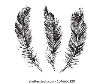 Las plumas de fondo blanco. Estilo de esbozo dibujado a mano.	