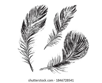 Las plumas de fondo blanco. Estilo de esbozo dibujado a mano.	