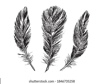 Feathers on white background. Hand drawn sketch style.	