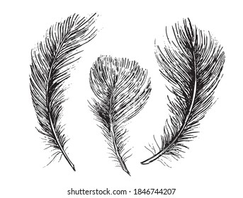 Feathers on white background. Hand drawn sketch style.	