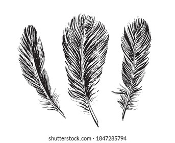 Feathers on white background. Hand drawn sketch style.	