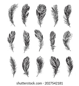 Feathers on white background. Hand drawn sketch style.	

