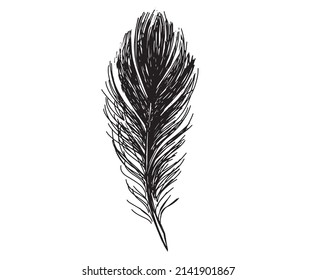 Feathers on white background. Hand drawn sketch style.	