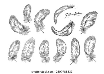 Feathers on white background. Hand drawn black fluffy feathers. Line and Ink sketch. Vintage style. Ethnic boho style hand drawing. ector clipart illustration. 