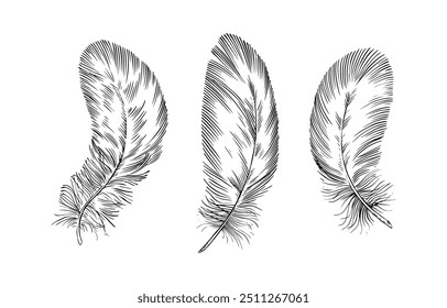 Plumas sobre fondo blanco. Plumas esponjosas negras dibujadas a mano. Boceto de línea y tinta. Estilo Antiguas. Dibujo a mano de estilo boho étnico. ilustración de Clipart de vector. 