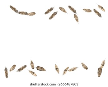 feathers pattern on a white background. This seamless design features a variety of colorful, detailed feathers, perfect for adding a touch of nature and elegance to any project or decor.