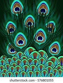 Feathers of a peacock's tail