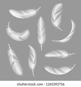 Feathers realistic. Flying furry weightless white swan objects vector isolated on dark background