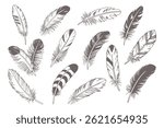 Feathers. Set of different bird feathers on white background. Hand drawn sketch illustration. Doodle sketch icons.