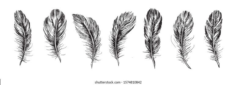 Feathers set hand drawn on white background