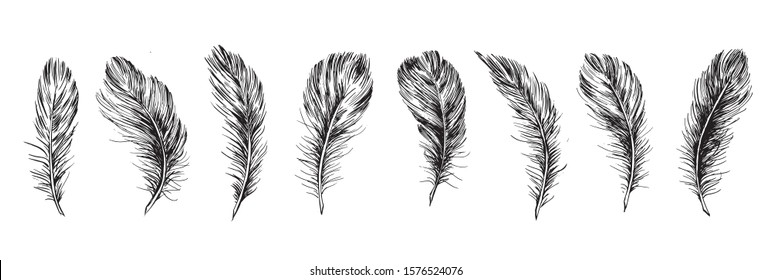 Feathers set hand drawn on white background