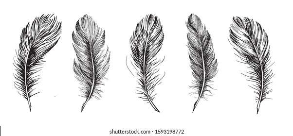 Feathers set. Hand drawn on white background.