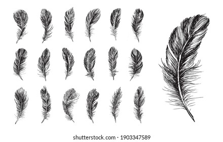 Feathers set, Hand drawn style, vector illustrations.