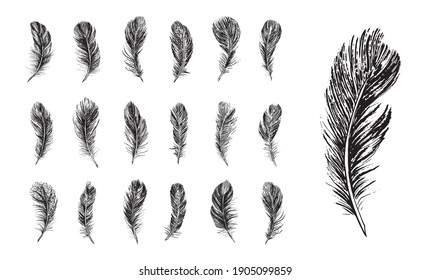 Feathers set, Hand drawn style, vector illustrations.	