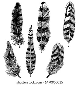 feathers , set, isolated on white background vector, hand drawing