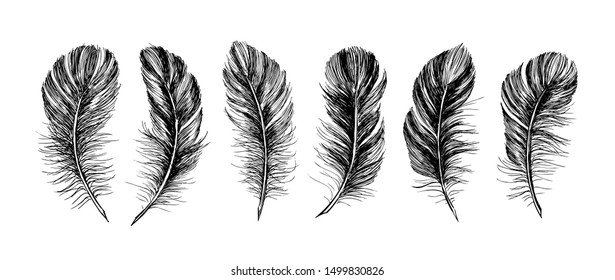 Feathers set on white background. Hand drawn sketch style. 