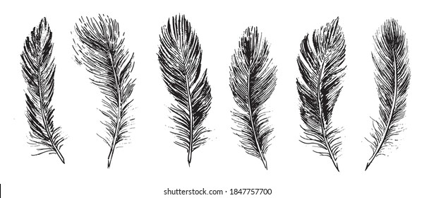 Feathers set on white background. Hand drawn sketch style.	