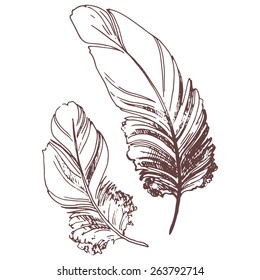 Feathers, sketch illustration, hand-drawn design elements.