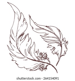 Feathers, sketch illustration, hand-drawn design elements.