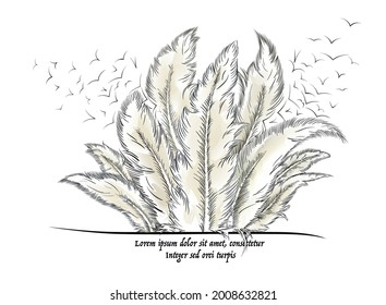 feathers with text. Vector illustration