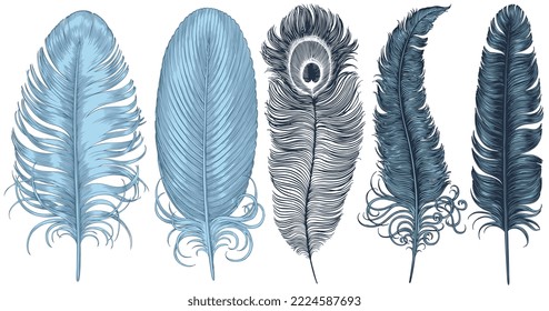 Feathers of various birds. Design set. Editable hand drawn illustration. Vector vintage engraving. Isolated on white background. 8 eps