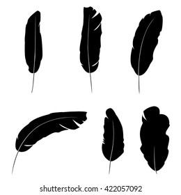 Feathers. Vector.
